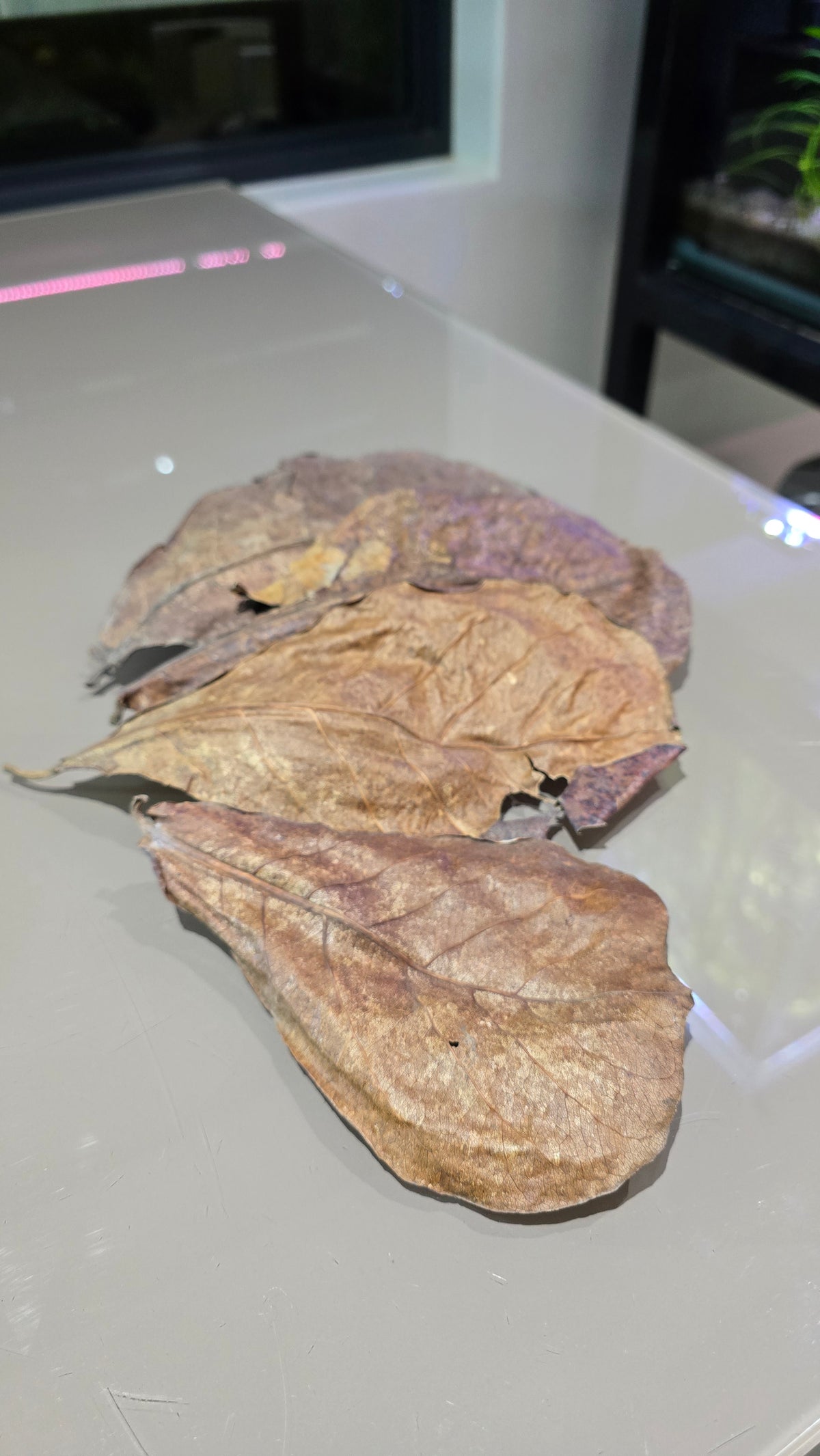 Indian Almond Leaves (Catappa Leaves)