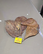 Indian Almond Leaves (Catappa Leaves)