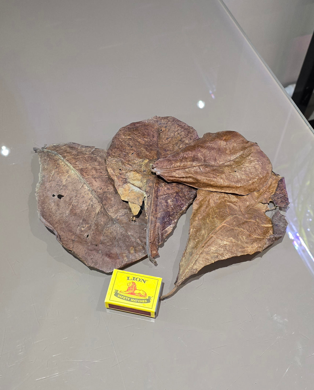 Indian Almond Leaves (Catappa Leaves)