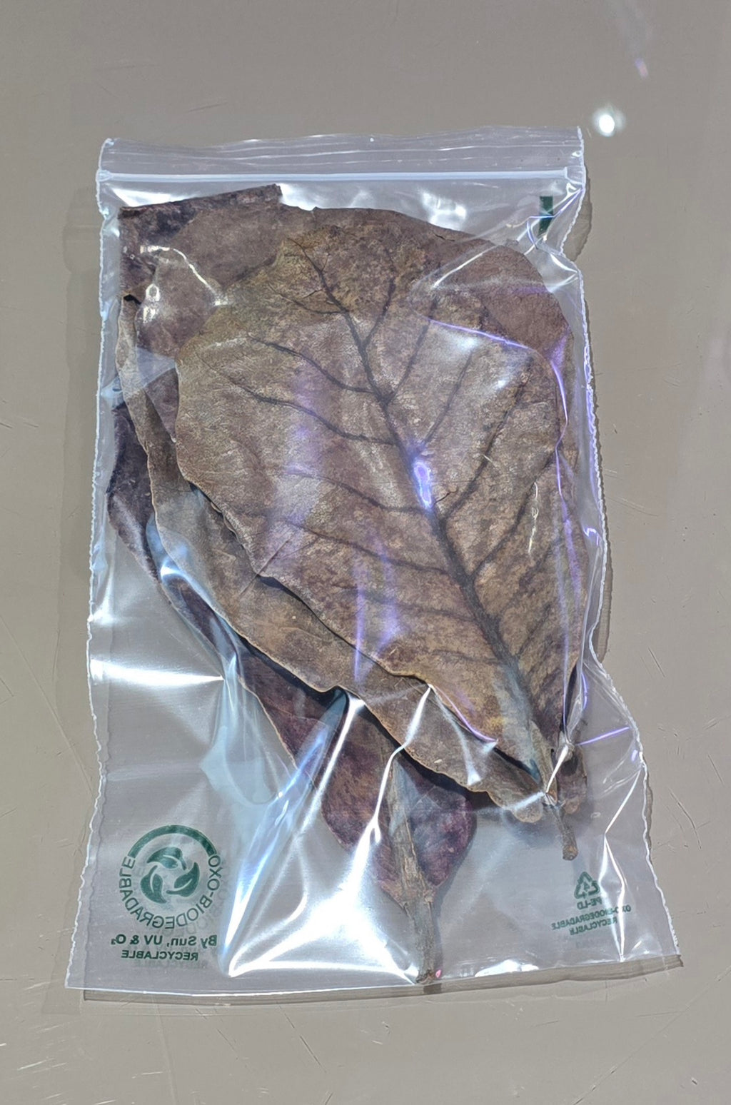 Indian Almond Leaves (Catappa Leaves)