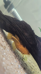 Male Lemon Blue Eye Bristlenose Pleco (Shortfin)
