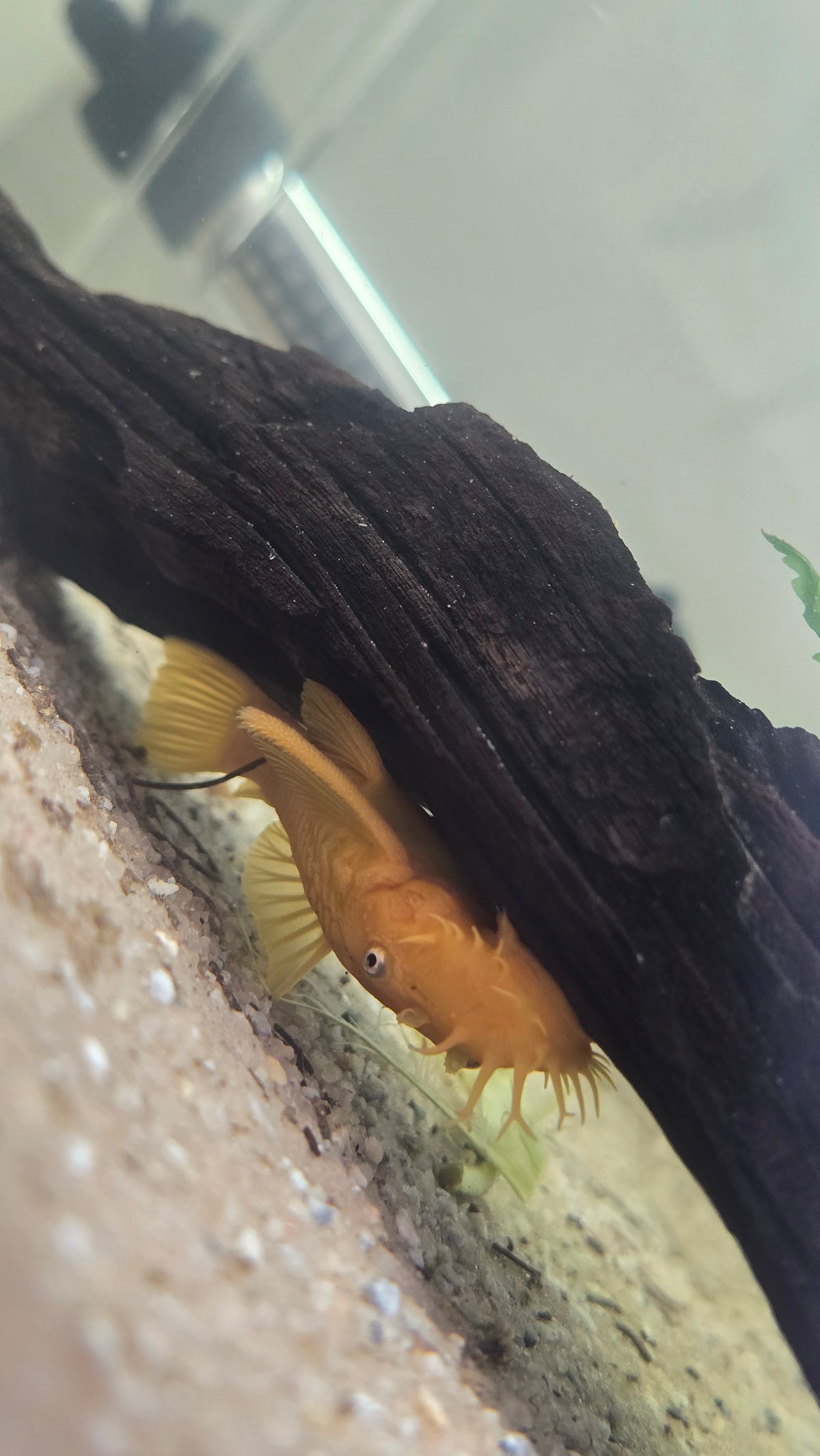 Male Lemon Blue Eye Bristlenose Pleco (Shortfin)
