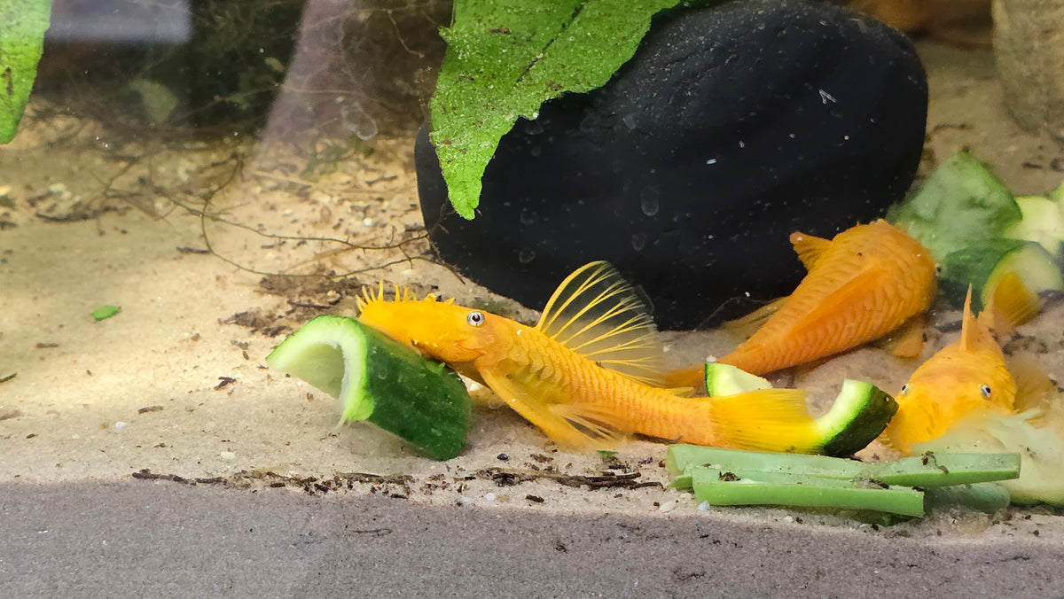 Male Lemon Blue Eye Bristlenose Pleco (Shortfin)