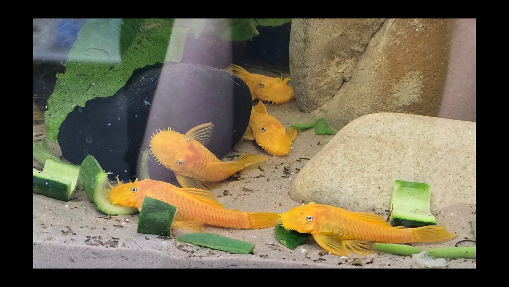 Male Lemon Blue Eye Bristlenose Pleco (Shortfin)