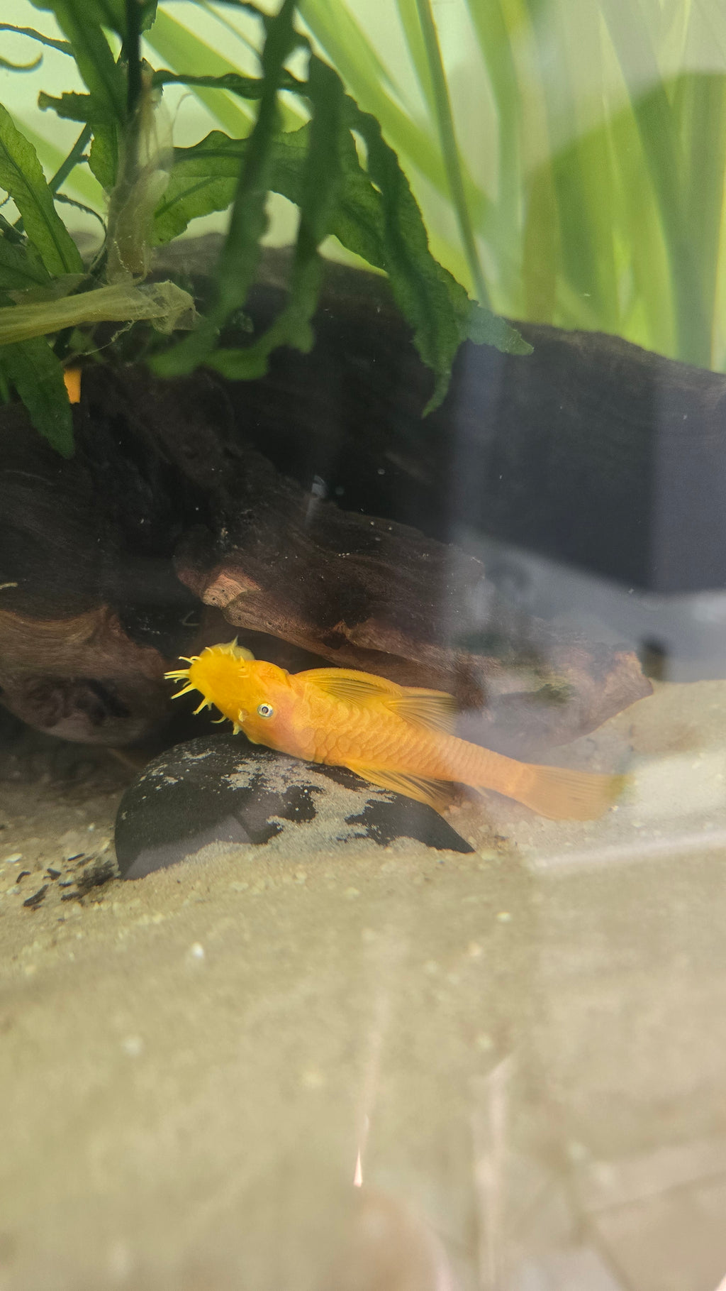 Male Lemon Blue Eye Bristlenose Pleco (Shortfin)