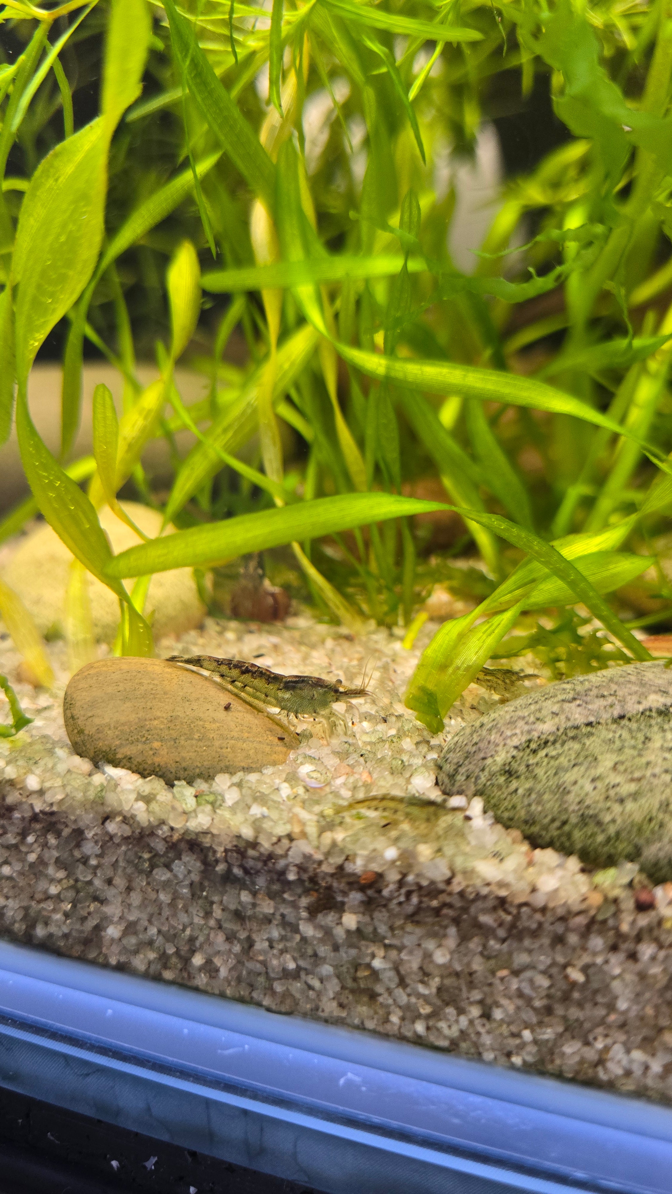 Mixed Low grade Cull Shrimp 10 pack - Neocaridina