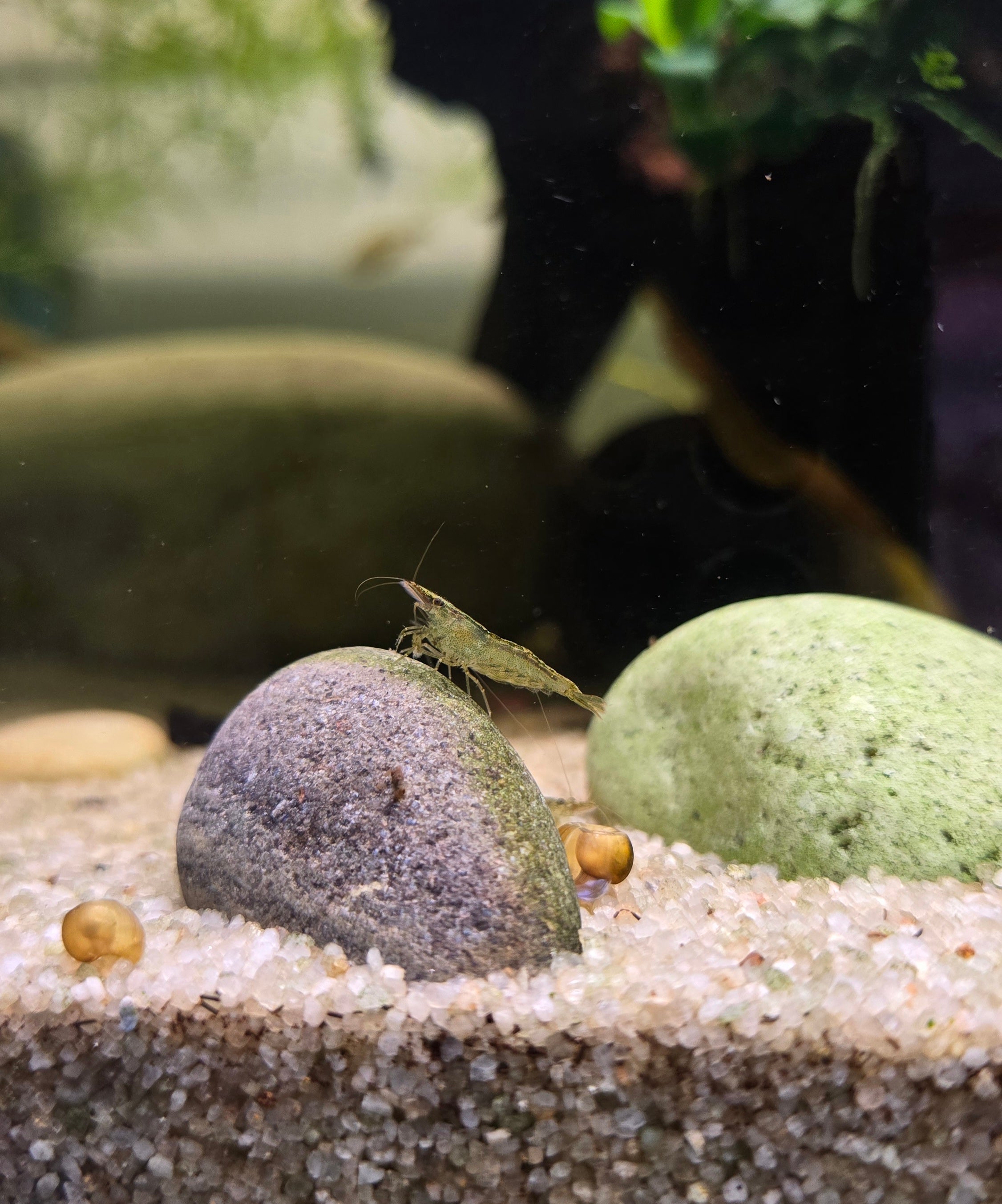 Mixed Low grade Cull Shrimp 10 pack - Neocaridina