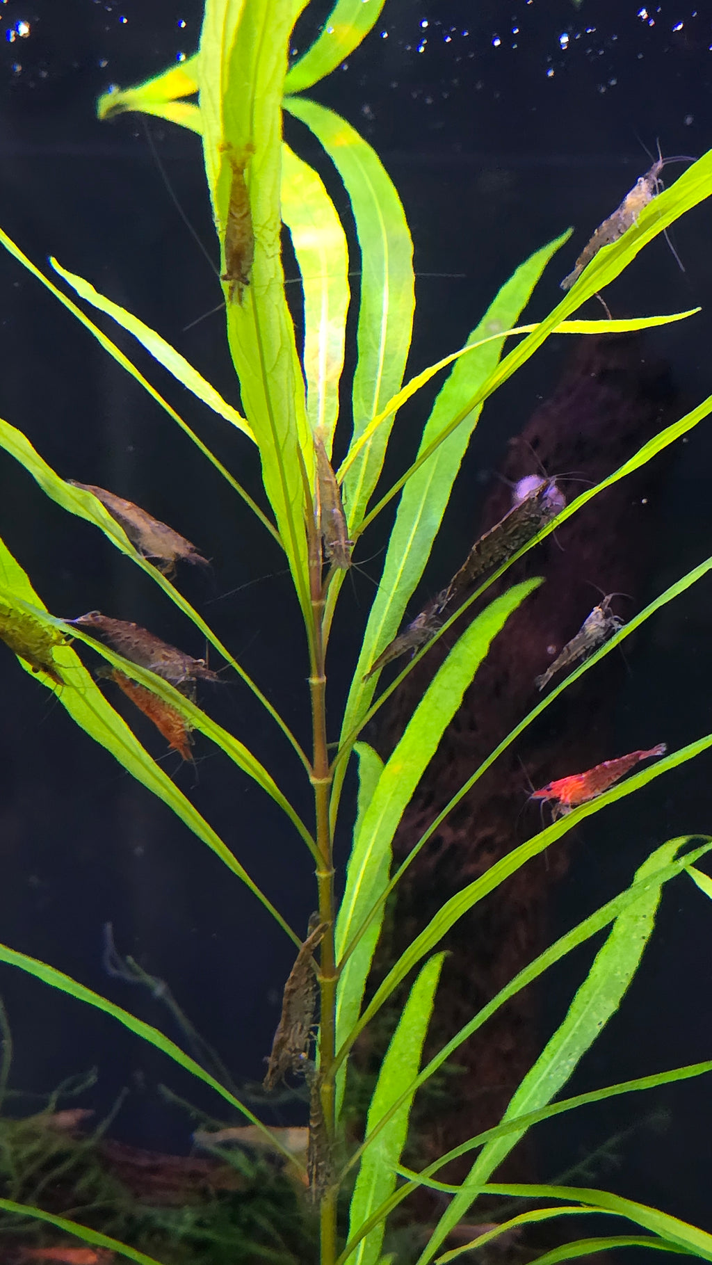 Mixed Low grade Cull Shrimp 10 pack - Neocaridina