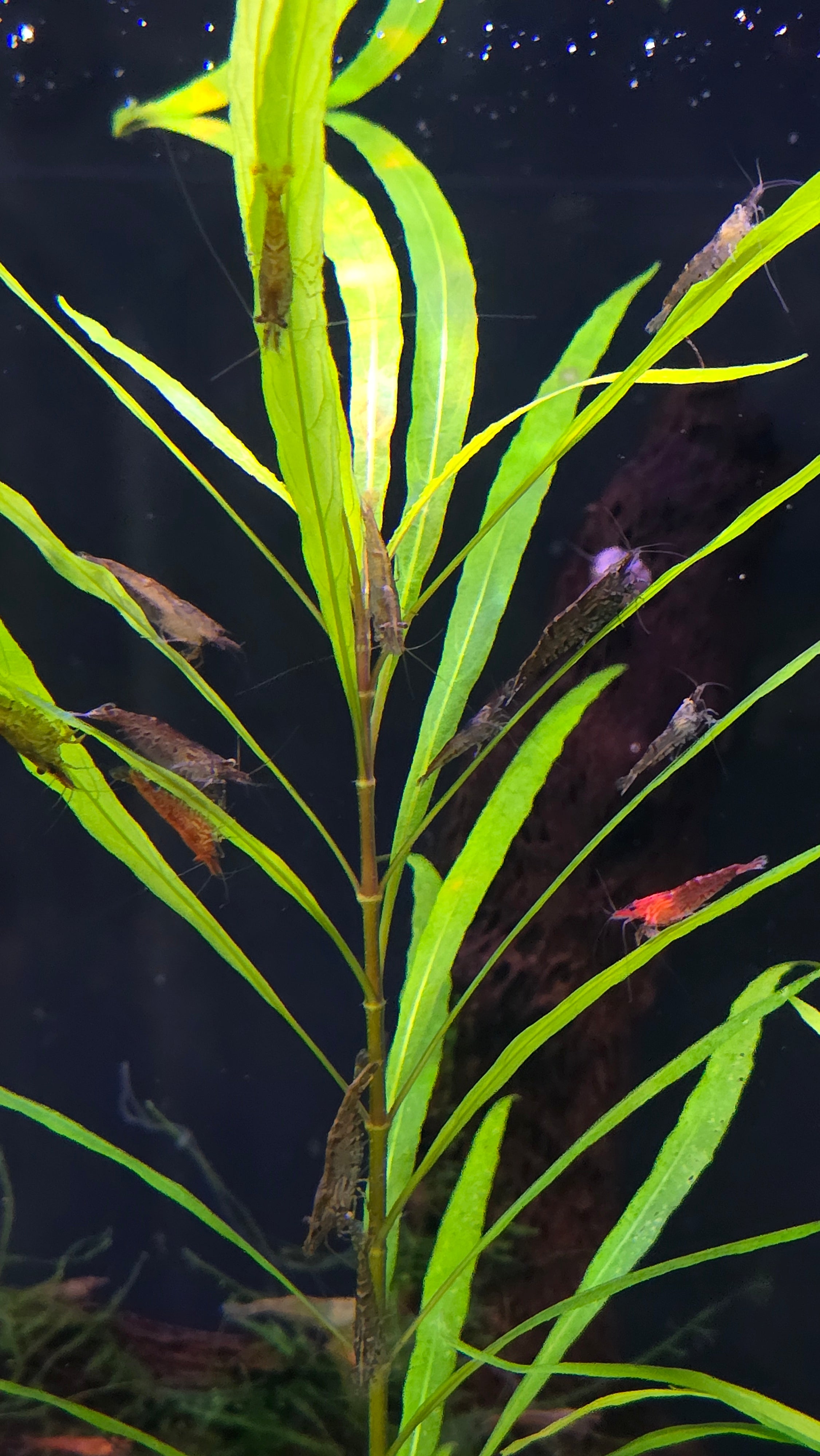 Mixed Low grade Cull Shrimp 10 pack - Neocaridina