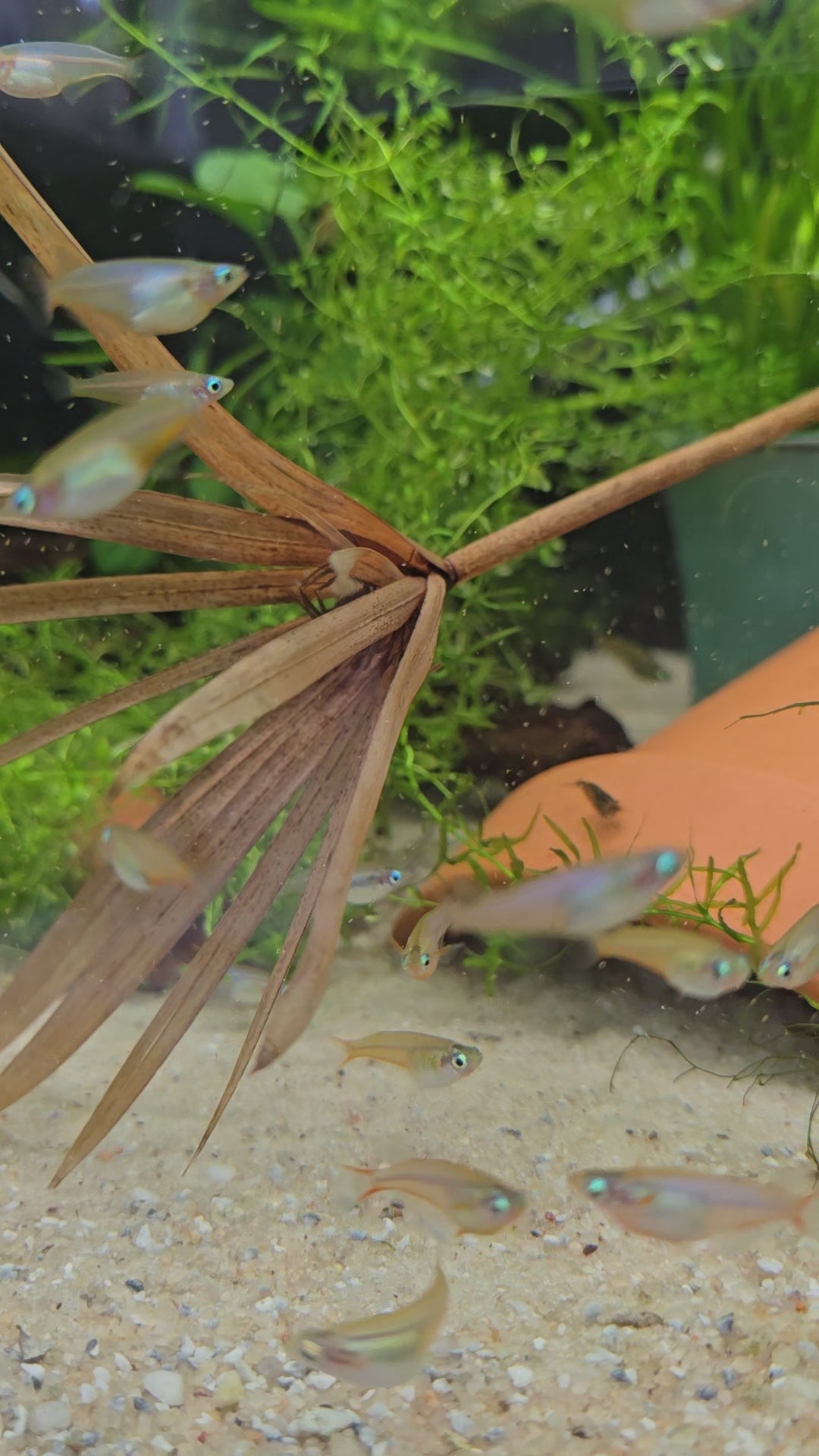 BabyFins_Durbanville_CapeTown_TropicalFishStore_DaisysBlueRiceFish_2