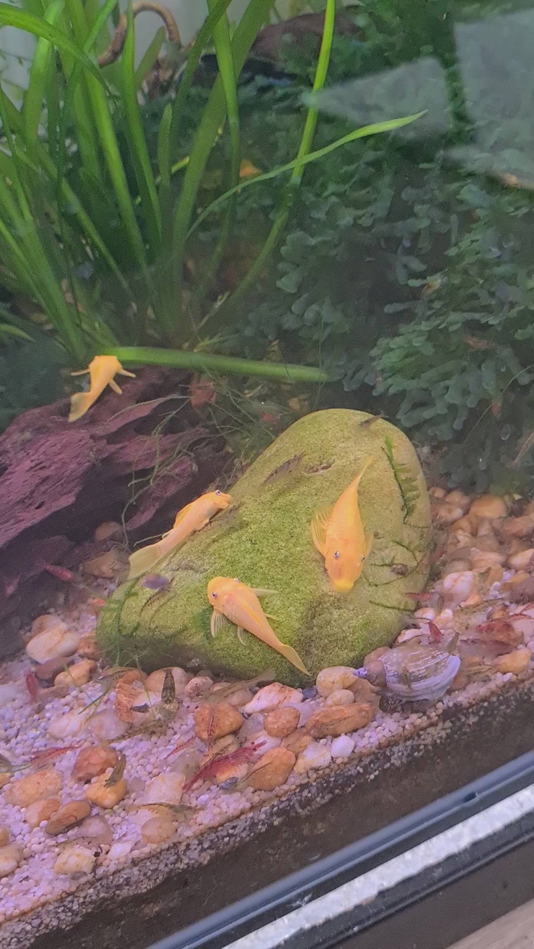 BabyFins_Durbanville_CapeTown_TropicalFishStore_LemonBlueEyeBristlenosePleco_video