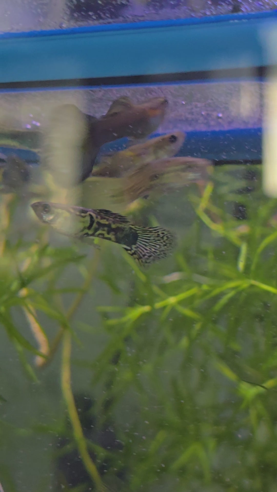 Guppy Male