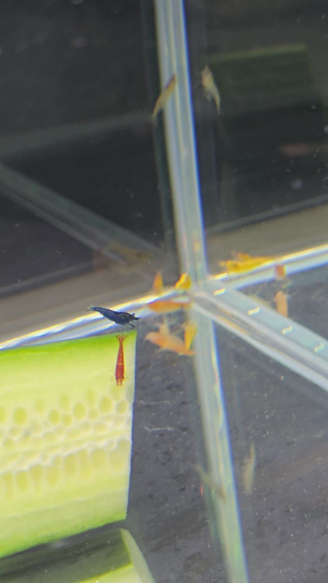 Smarties Pack - Mixed Colour Neocaridina Shrimp (10Pack)