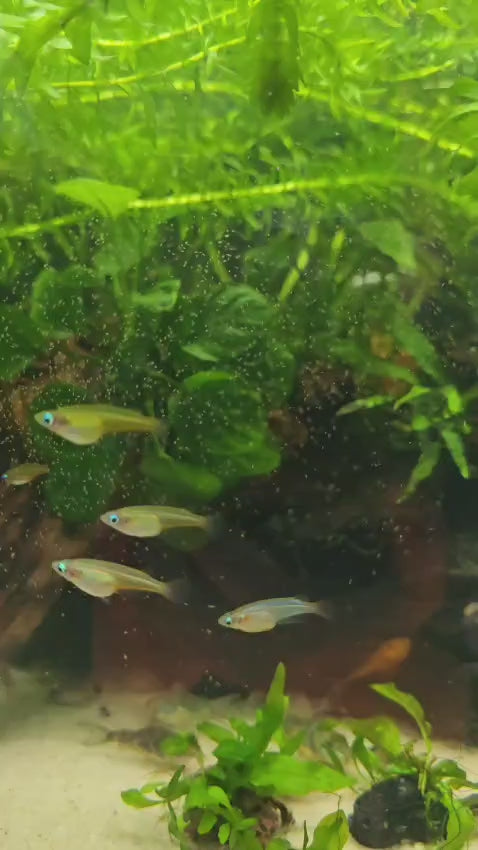 Daisy's Blue Rice Fish (Orysias Woworae)