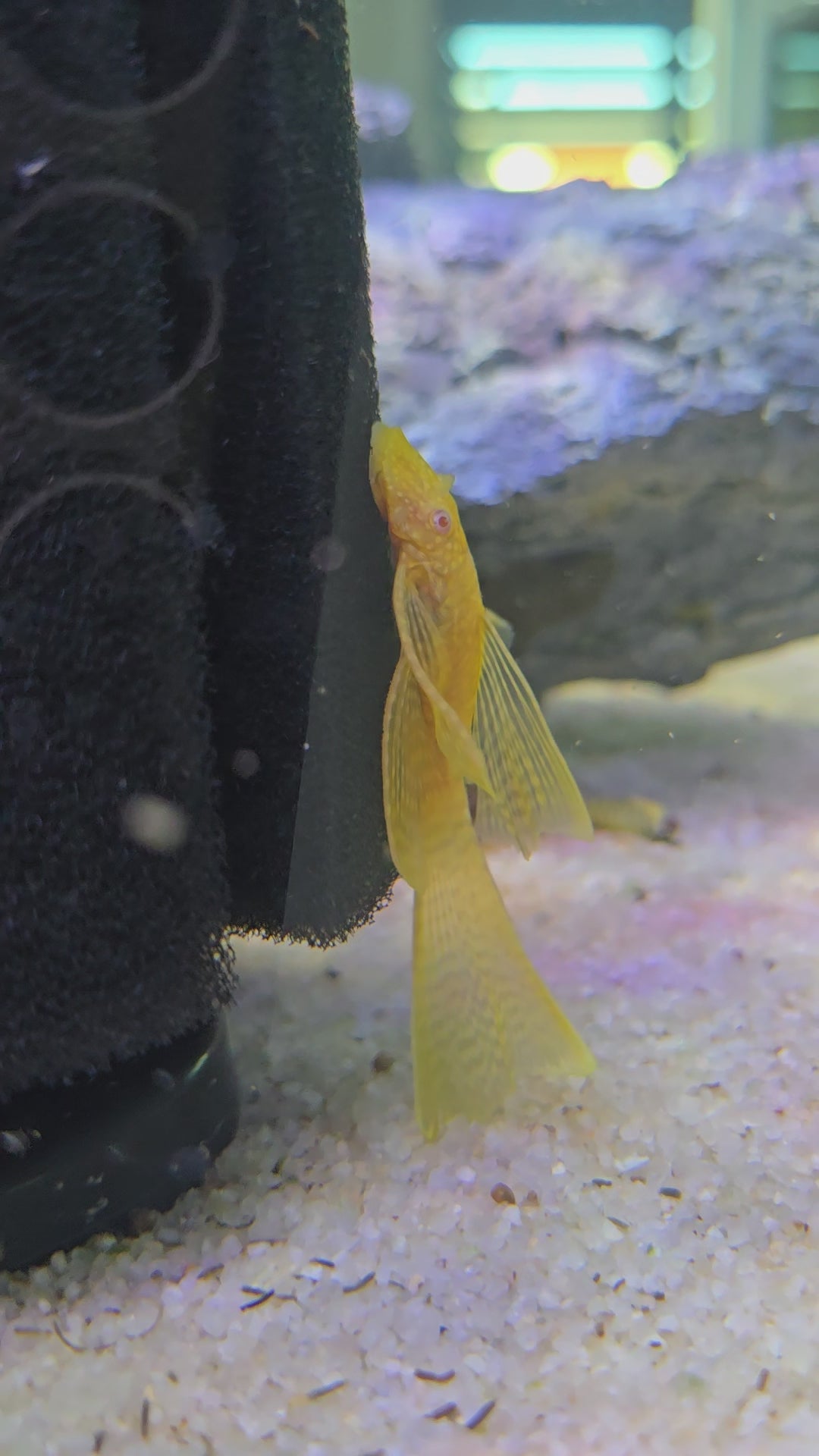 Albino Bristlenose Pleco (Longfin)