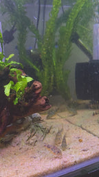 BabyFins_Durbanville_CapeTown_TropicalFishStore_Video_PepperCory