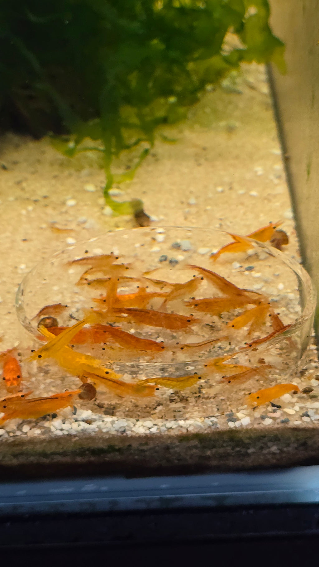 Pumpkin shrimp - Neocaridina