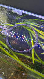 Foam Feeding Rings