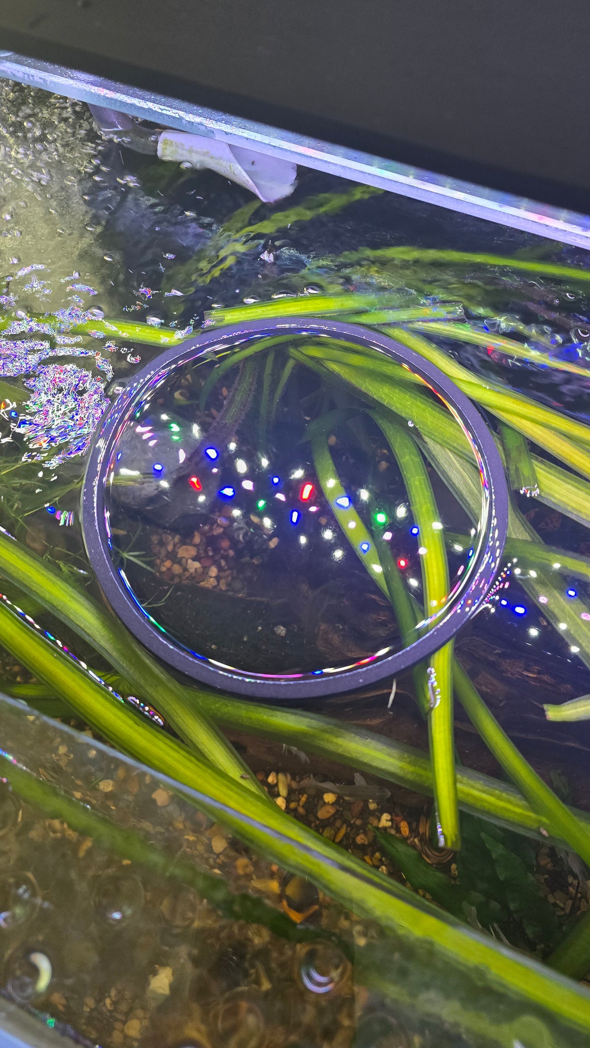 Foam Feeding Rings