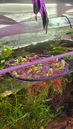 Foam Feeding Rings