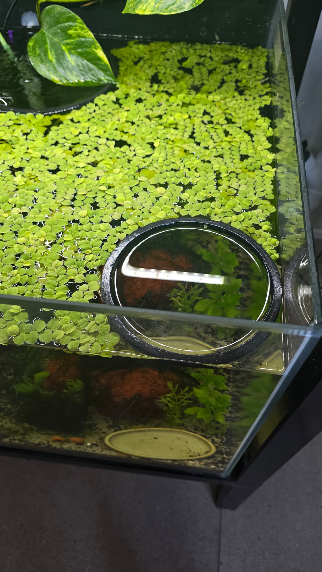 Foam Feeding Rings