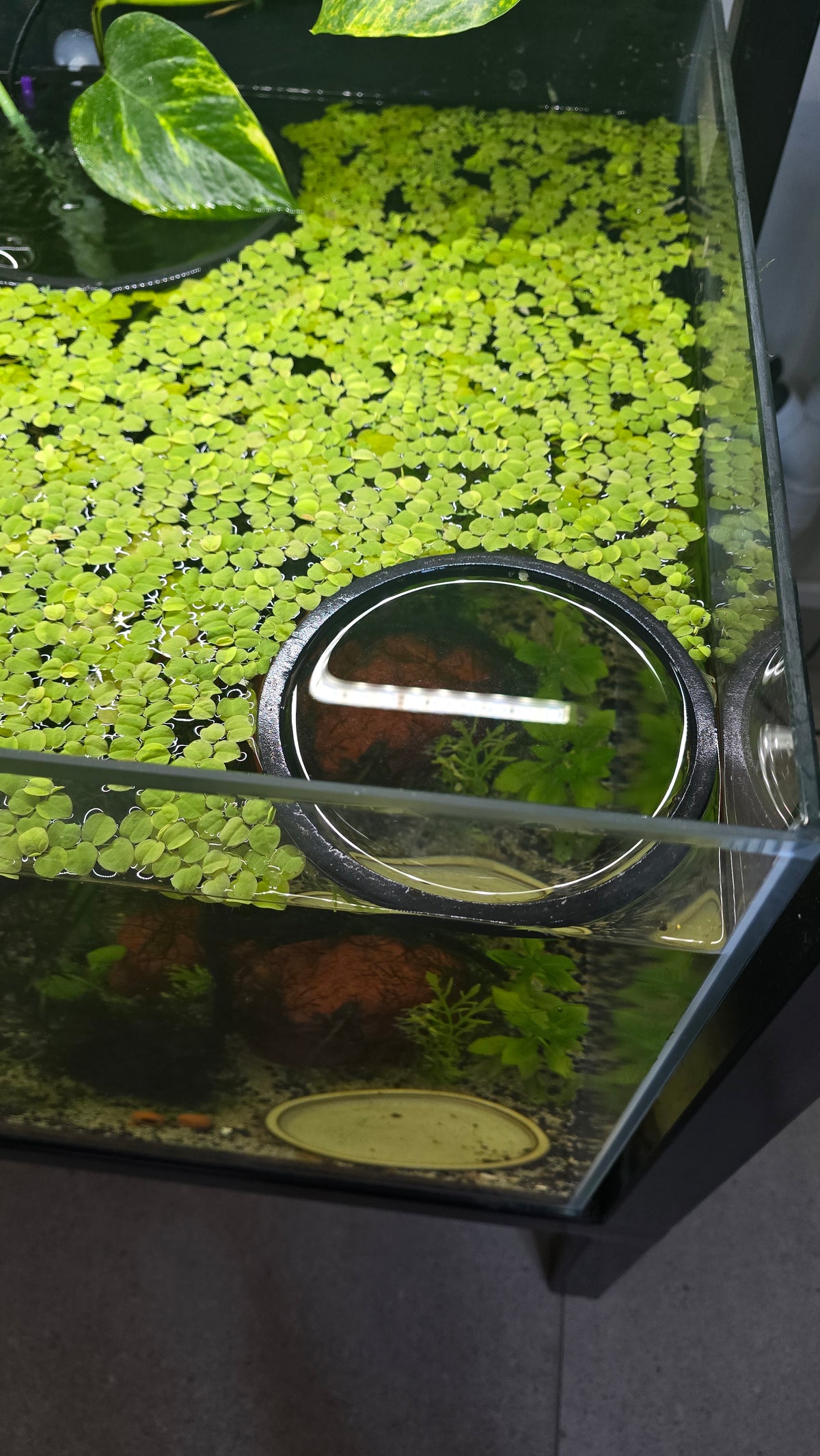 Foam Feeding Rings