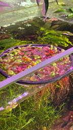 Red Root Floater