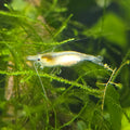 Snowball Shrimp - Neocaridina