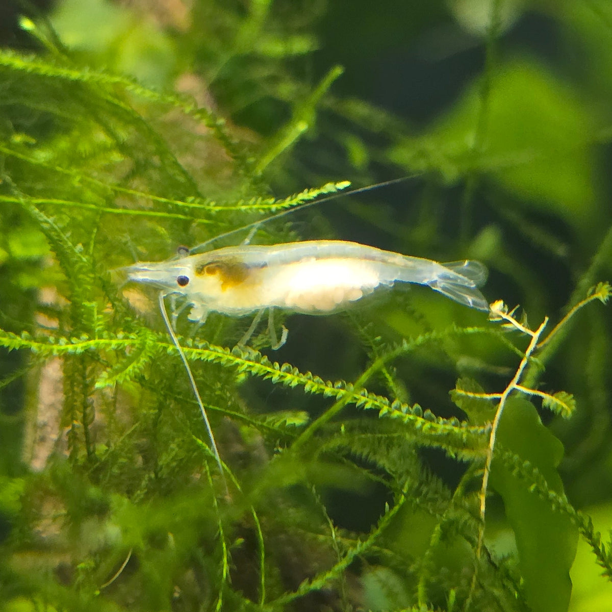 Snowball Shrimp - Neocaridina