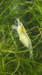Snowball Shrimp - Neocaridina