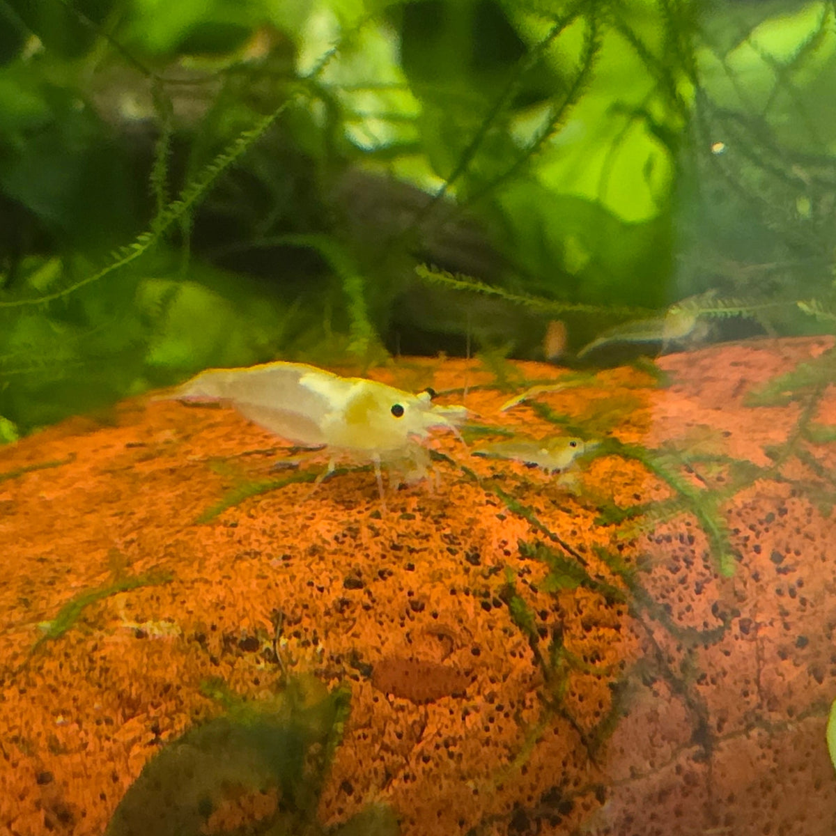 Snowball Shrimp - Neocaridina