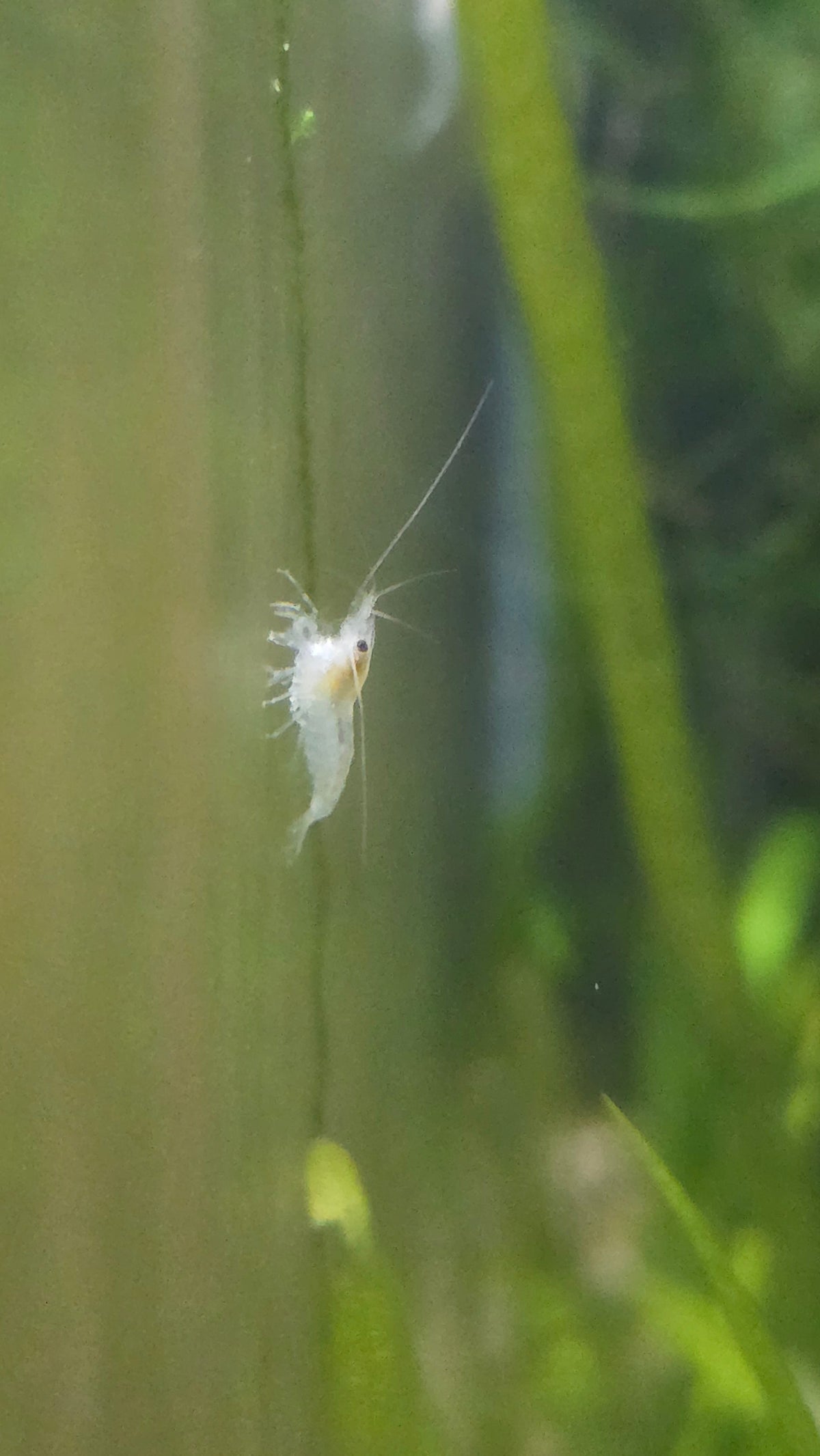 Snowball Shrimp - Neocaridina