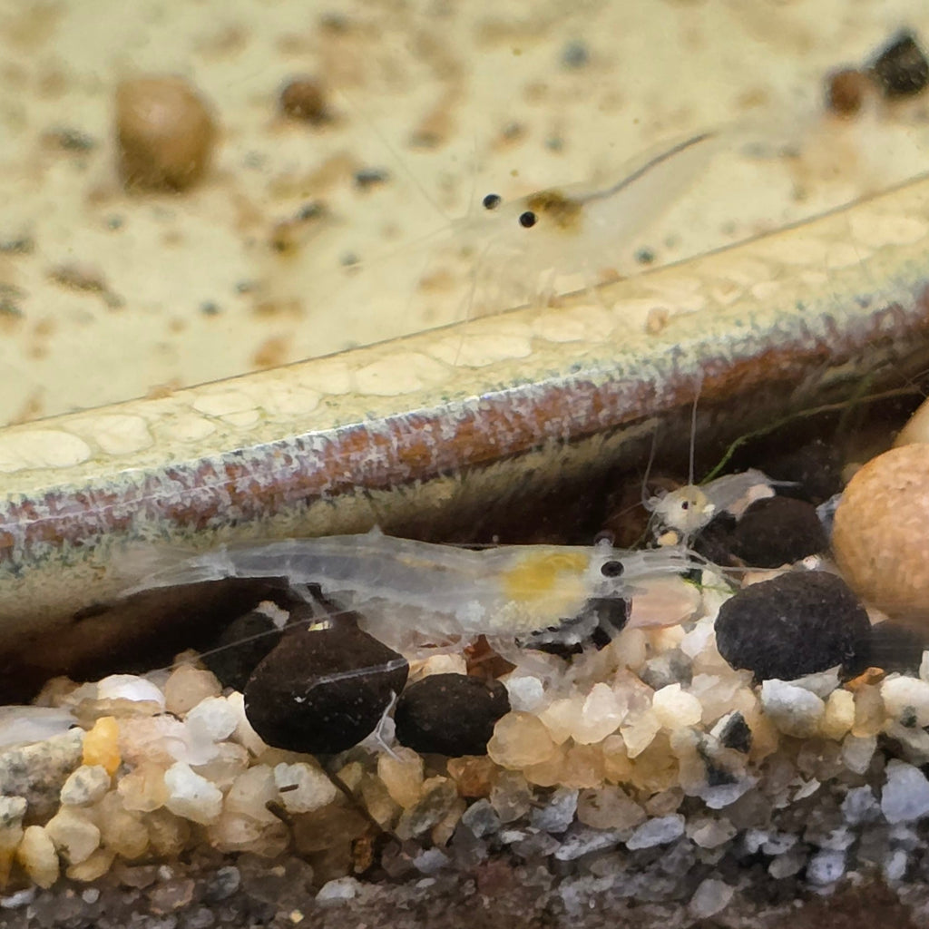Snowball Shrimp - Neocaridina