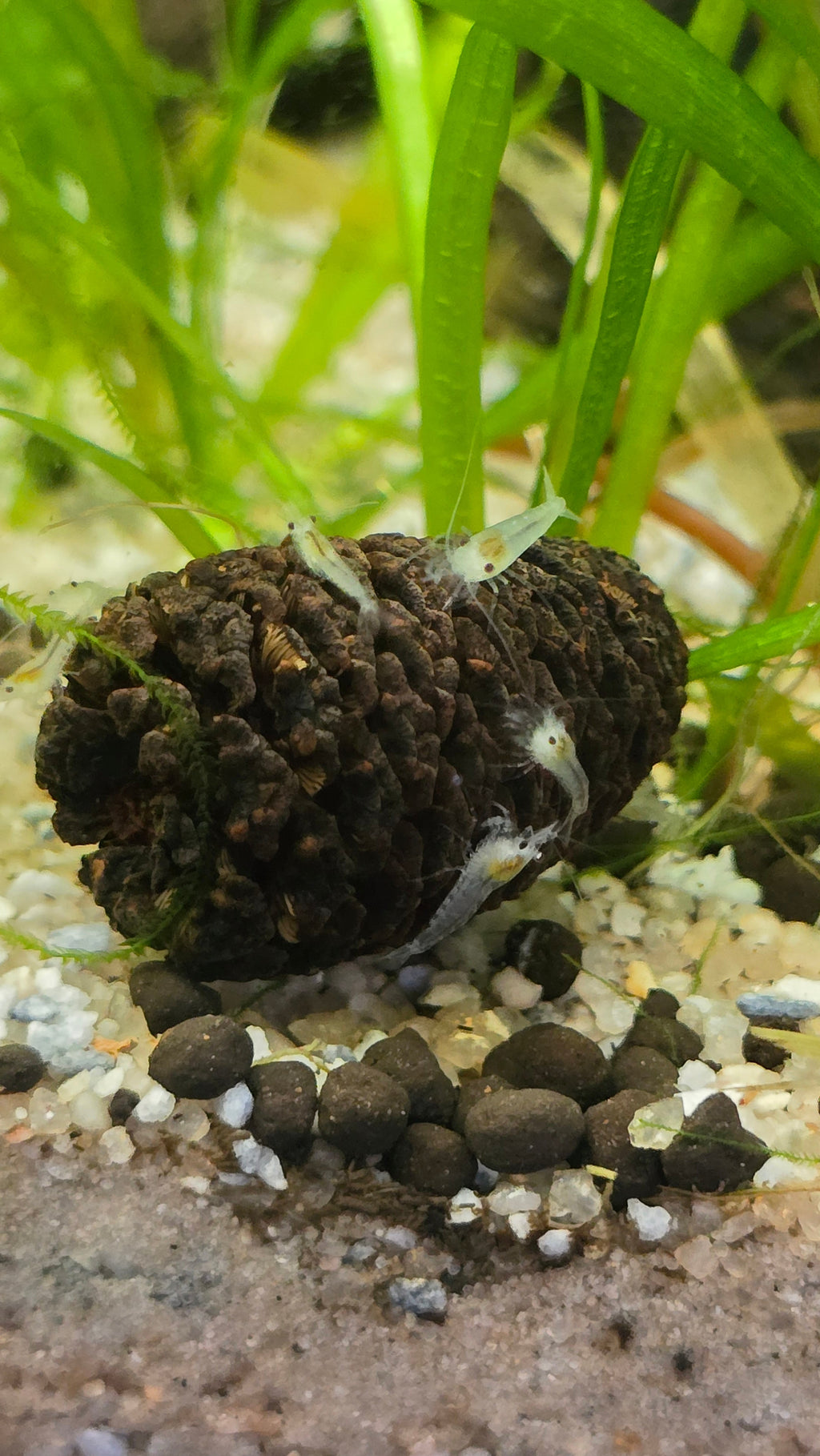 Snowball - Neocaridina freshwater shrimp 