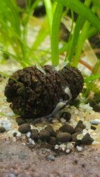 Snowball - Neocaridina freshwater shrimp 