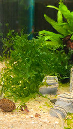 Subwassertang