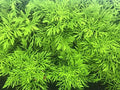 Water Wisteria - Water Sprite (Hygrophila Difformis)