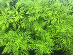 Water Wisteria - Water Sprite (Hygrophila Difformis)