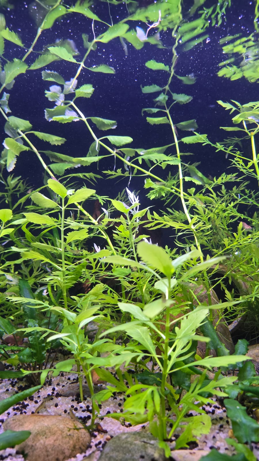Water Wisteria - Water Sprite (Hygrophila Difformis)
