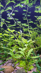 Water Wisteria - Water Sprite (Hygrophila Difformis)