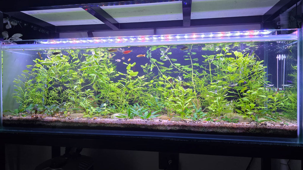 Water Wisteria - Water Sprite (Hygrophila Difformis)