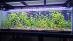 Water Wisteria - Water Sprite (Hygrophila Difformis)