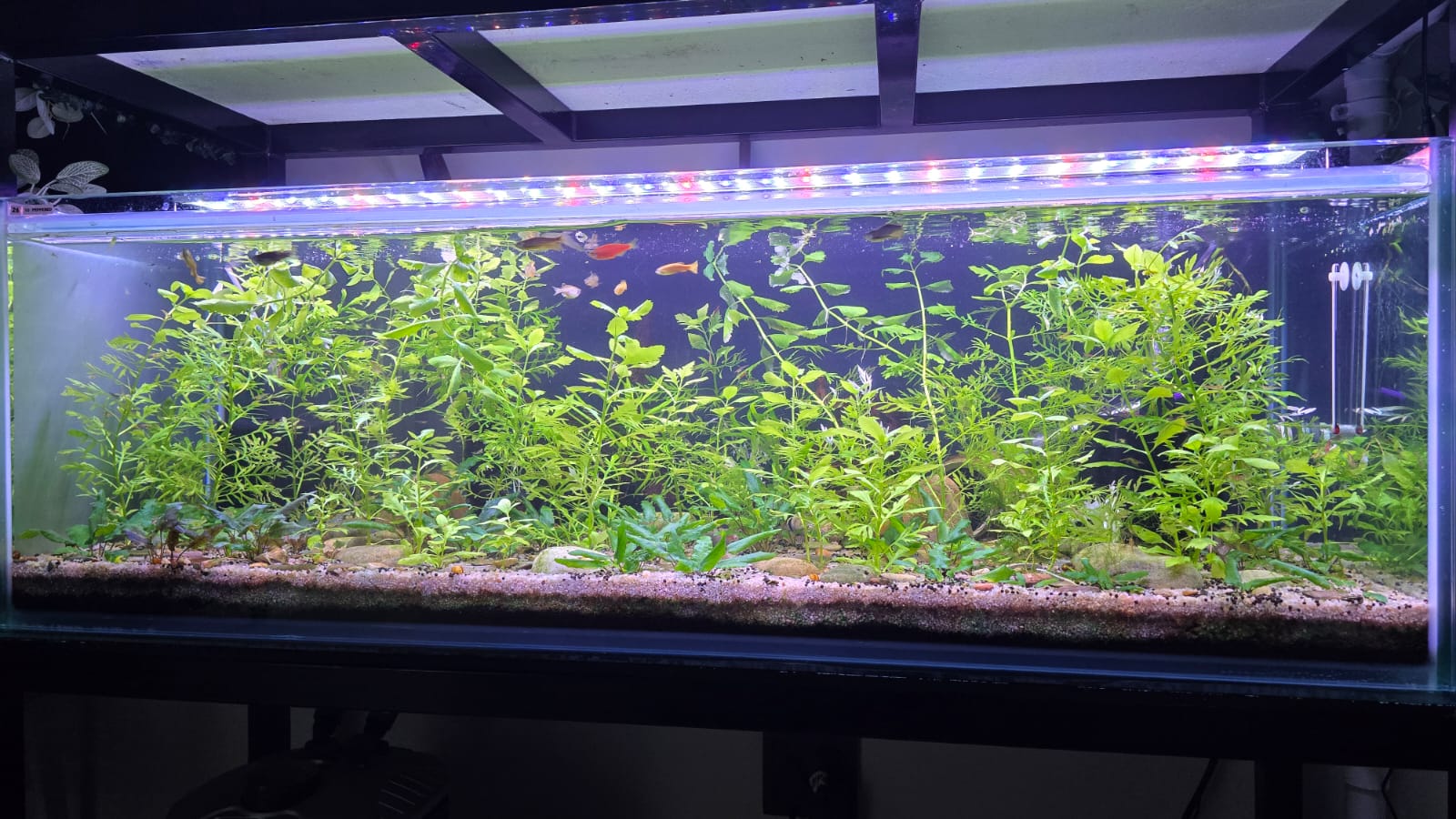 Water Wisteria - Water Sprite (Hygrophila Difformis)