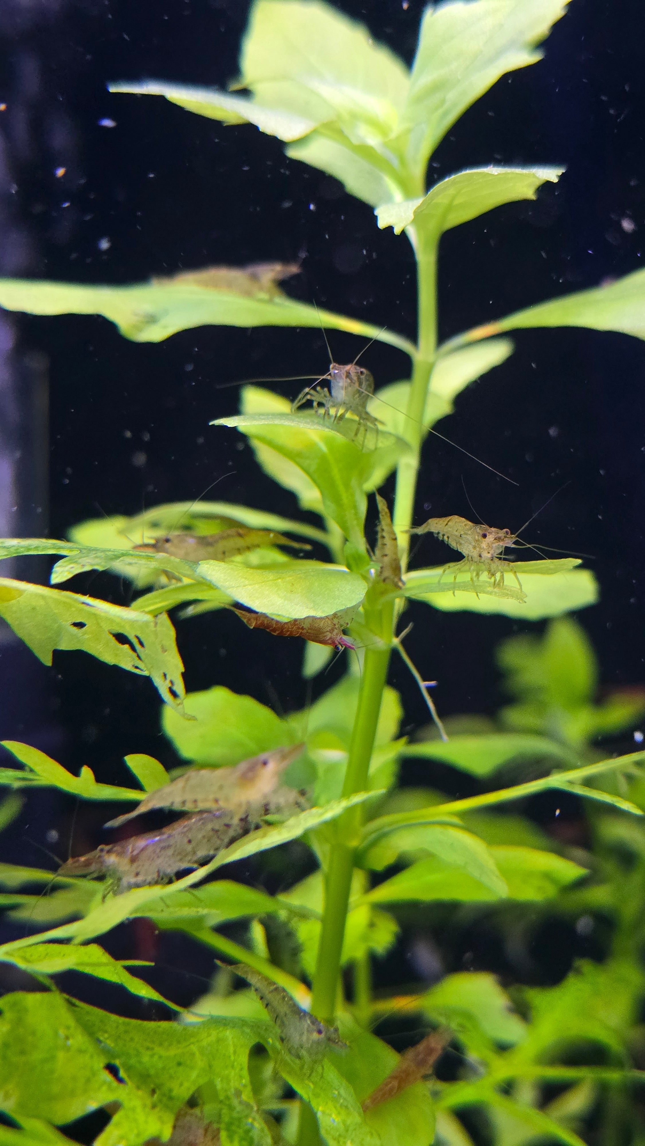 Water Wisteria - Water Sprite (Hygrophila Difformis)