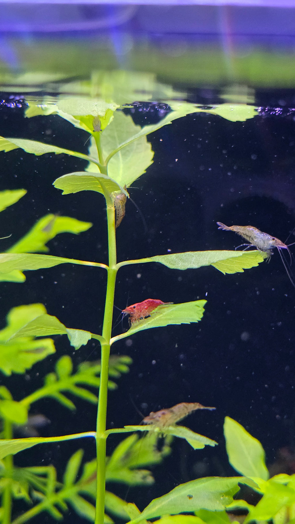 Water Wisteria - Water Sprite (Hygrophila Difformis)