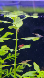 Water Wisteria - Water Sprite (Hygrophila Difformis)