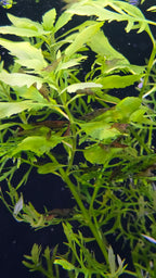 Water Wisteria - Water Sprite (Hygrophila Difformis)